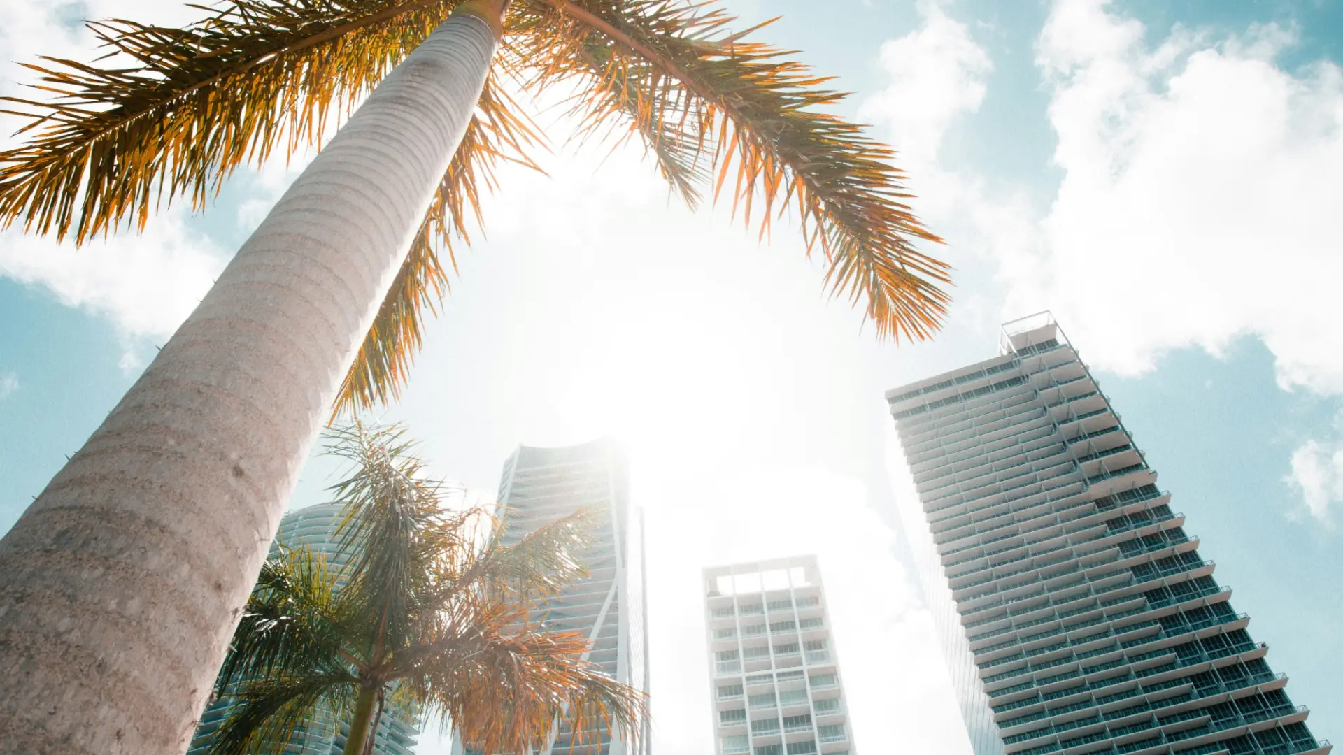 Palm trees